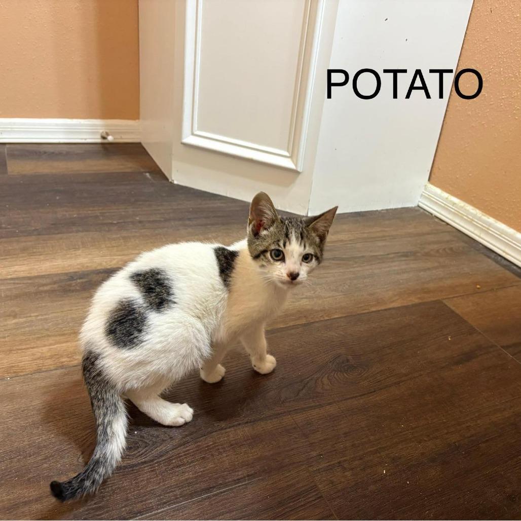 Enlarge Potato, a Adoptable Domestic Short Hair in Las Cruces, NM image 5/6