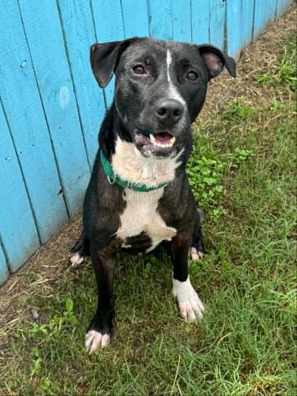 Enlarge Smoke, an adoptable mixed breed in Inverness, FL image 3/3