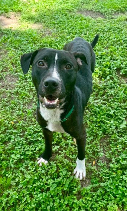 Enlarge Smoke, an adoptable mixed breed in Inverness, FL image 2/3