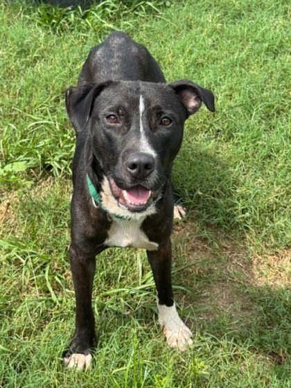 Smoke, adoptable, Adult Male Pit Bull Terrier & American Staffordshire Terrier.