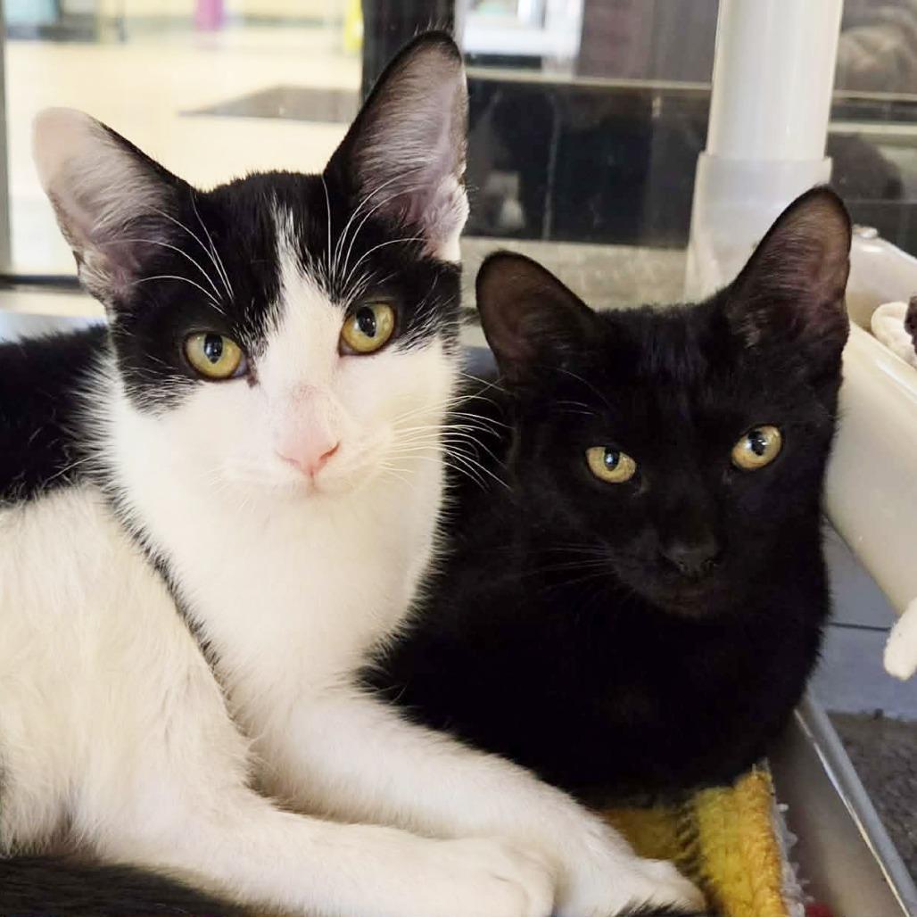 Bubblegum, Adoptable, Kitten Female Domestic Short Hair.