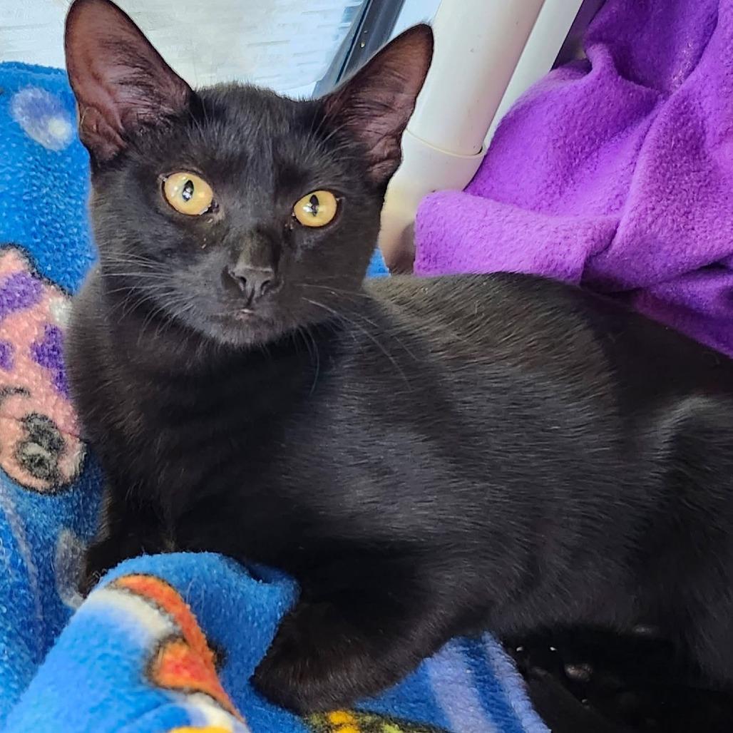 Enlarge Bubblegum, a Adoptable Domestic Short Hair in Oshkosh, WI image 2/5