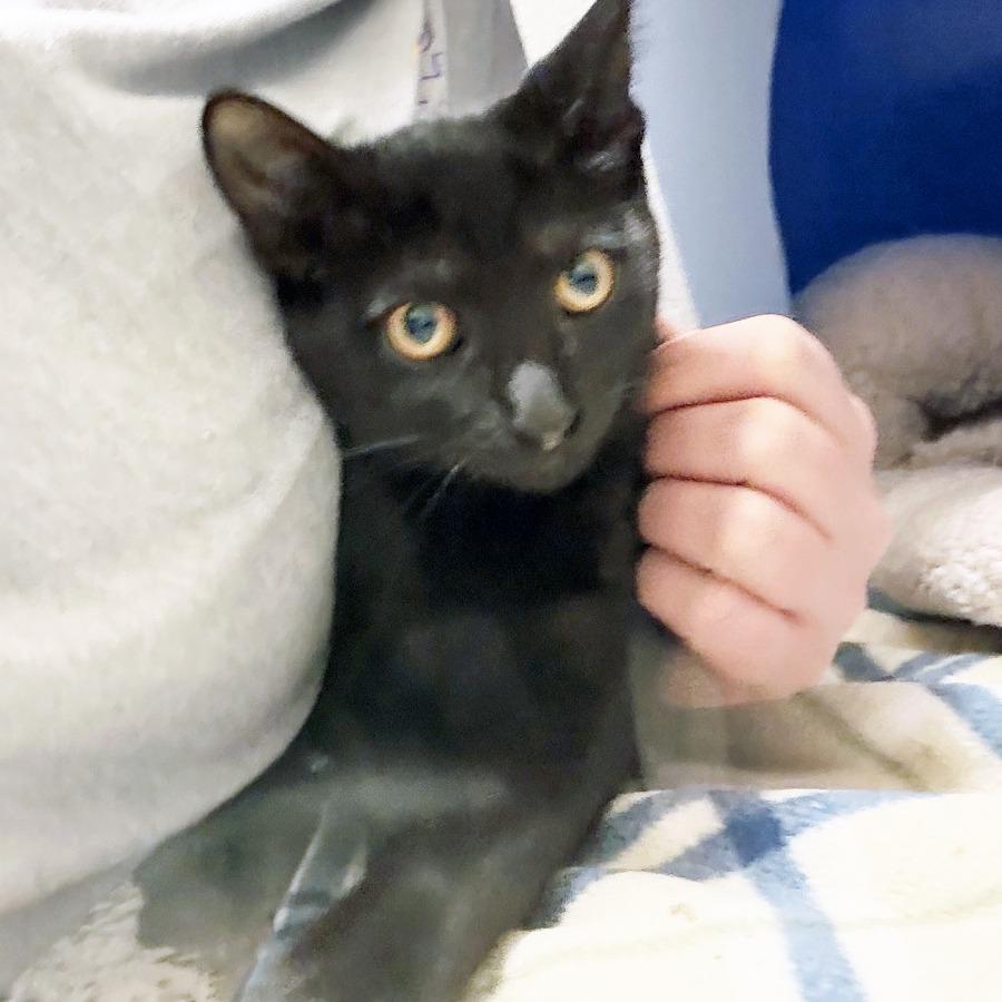 Enlarge Bubblegum, a Adoptable Domestic Short Hair in Oshkosh, WI image 4/5