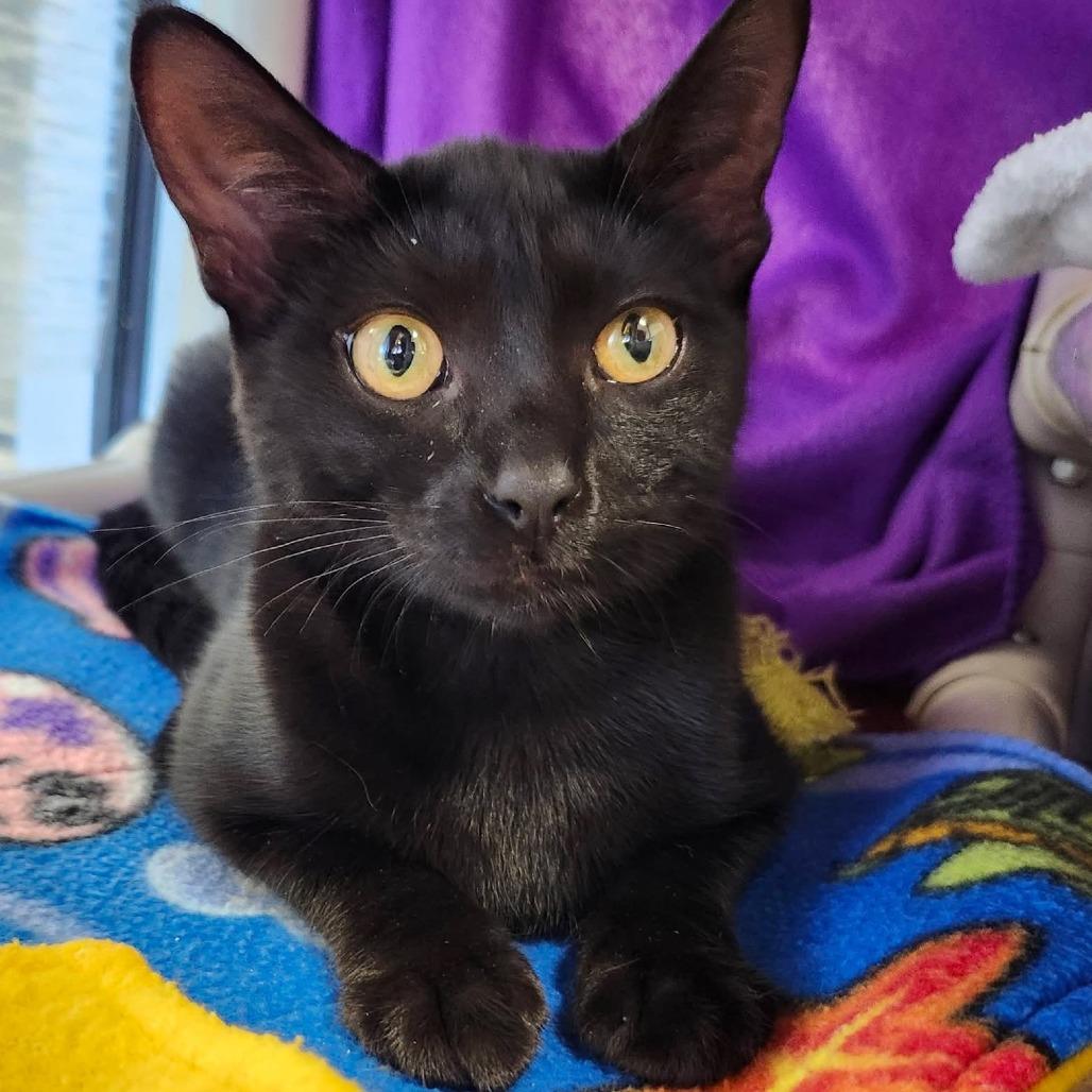 Enlarge Bubblegum, a Adoptable Domestic Short Hair in Oshkosh, WI image 5/5