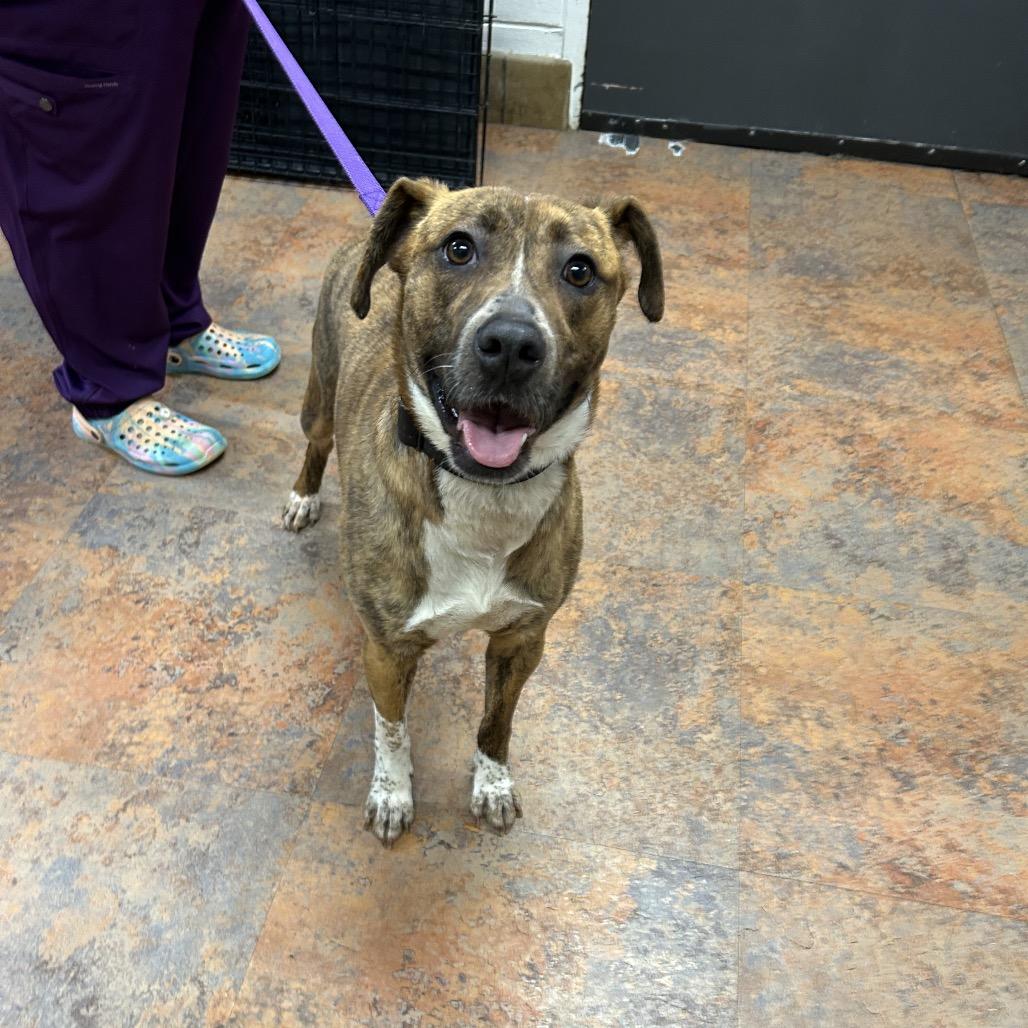 Enlarge Noel, a Adoptable Pit Bull Terrier in Morganton, NC image 1/5