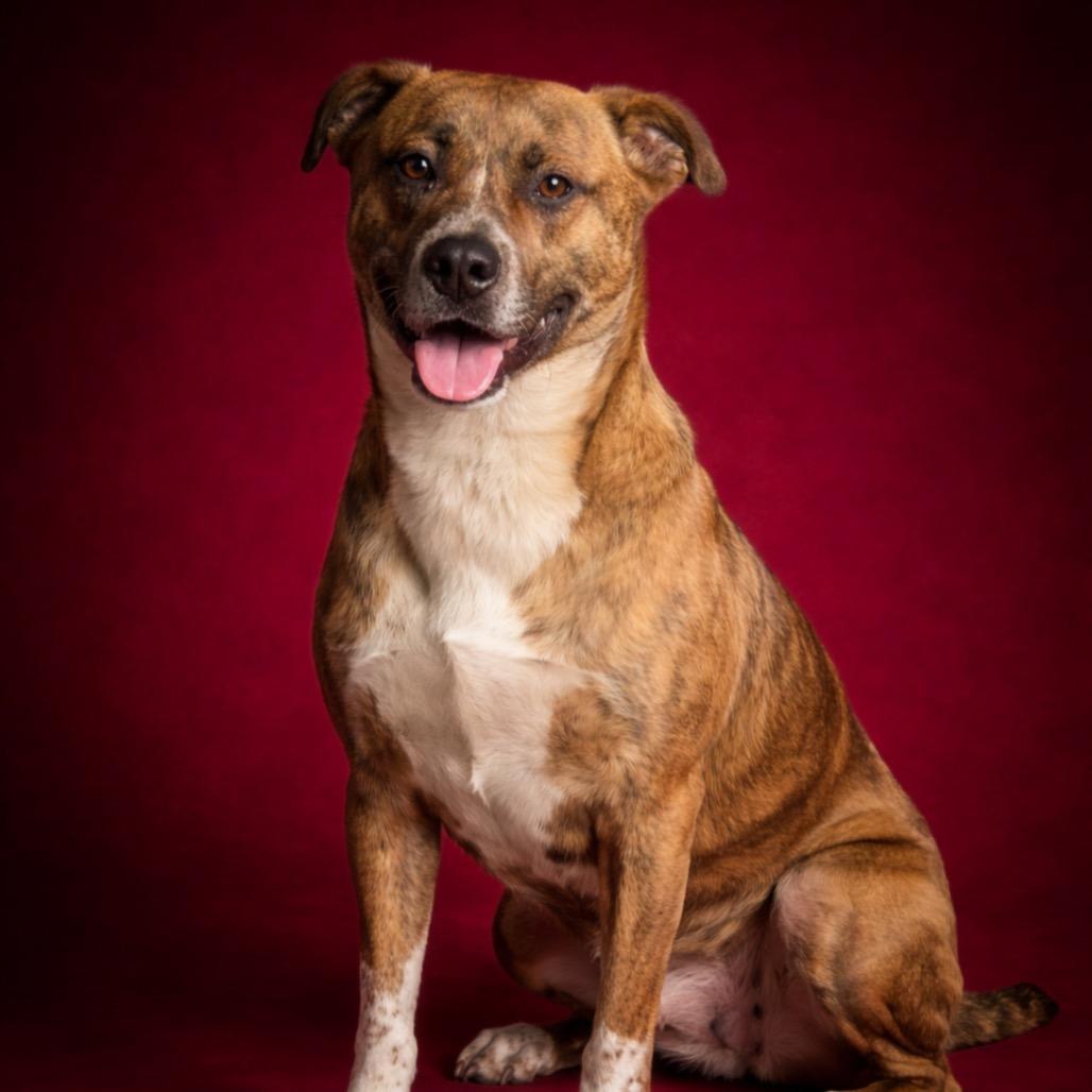 Enlarge Noel, a Adoptable Pit Bull Terrier in Morganton, NC image 2/5