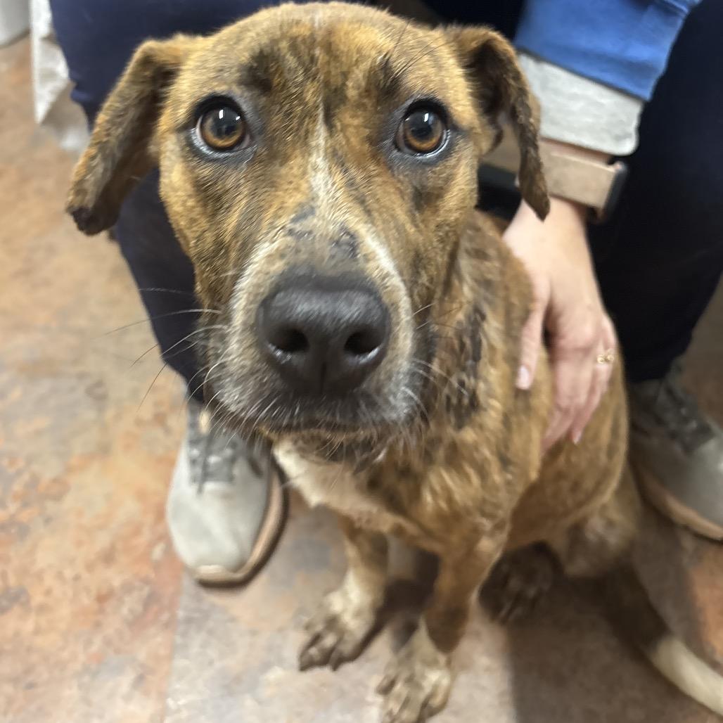 Enlarge Noel, a Adoptable Pit Bull Terrier in Morganton, NC image 1/2