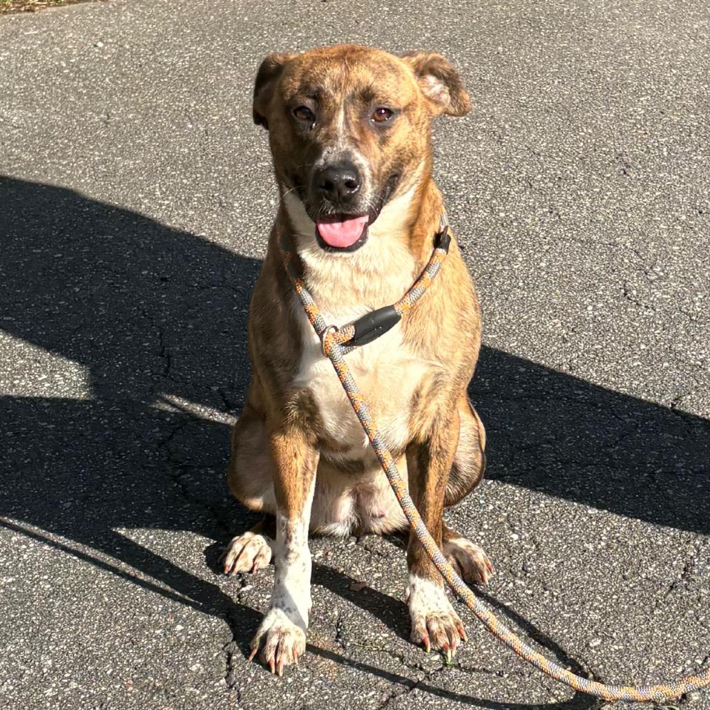 Enlarge Noel, a Adoptable Pit Bull Terrier in Morganton, NC image 4/5
