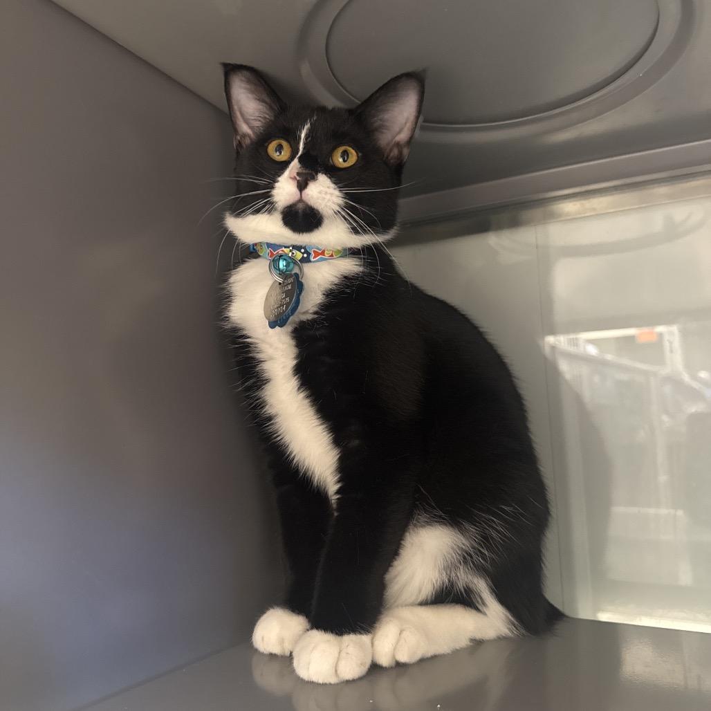 Enlarge G30704 Jonathan, a Adoptable Domestic Short Hair in Port Washington, NY image 2/2