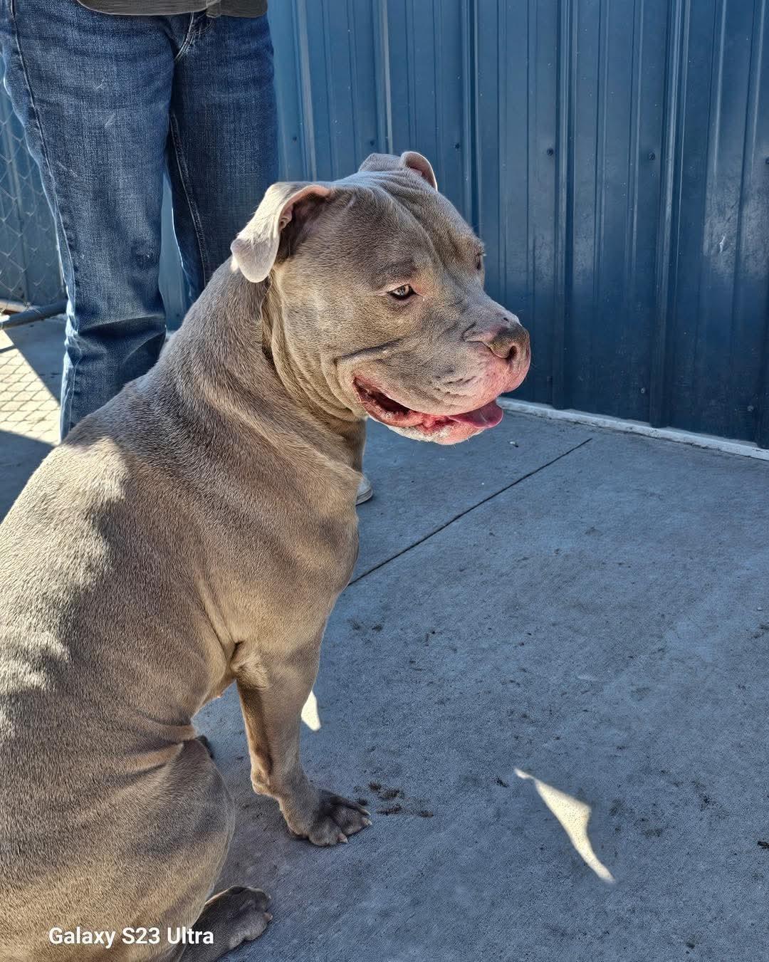 Beef Cake, ADOPTABLE, Adult Male Pit Bull Terrier.