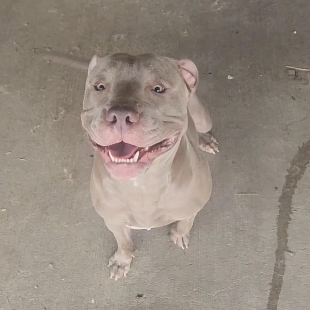 Beef Cake, a ADOPTABLE Pit Bull Terrier in Tama, IA image 3/5