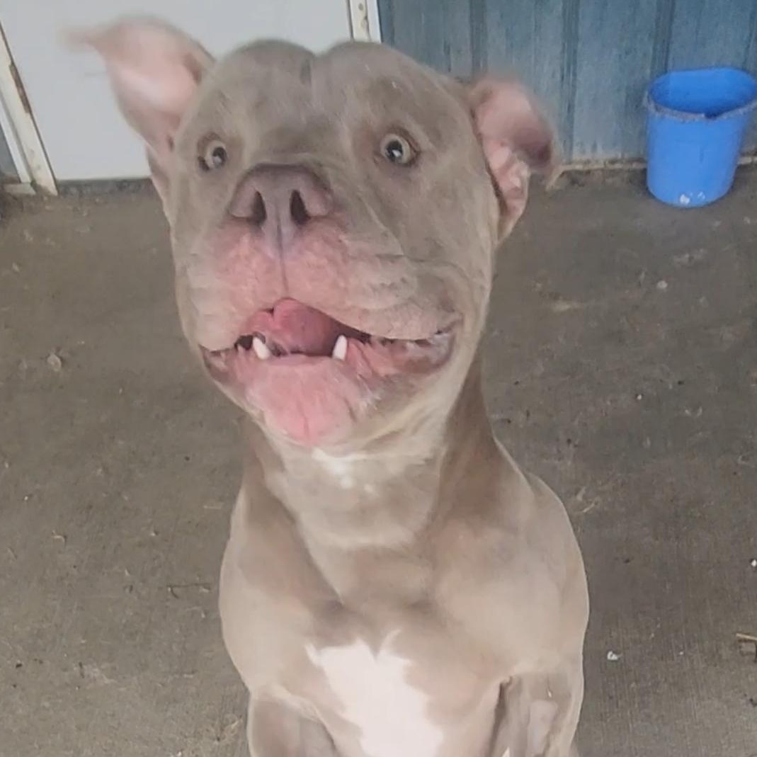 Beef Cake, a ADOPTABLE Pit Bull Terrier in Tama, IA image 5/5
