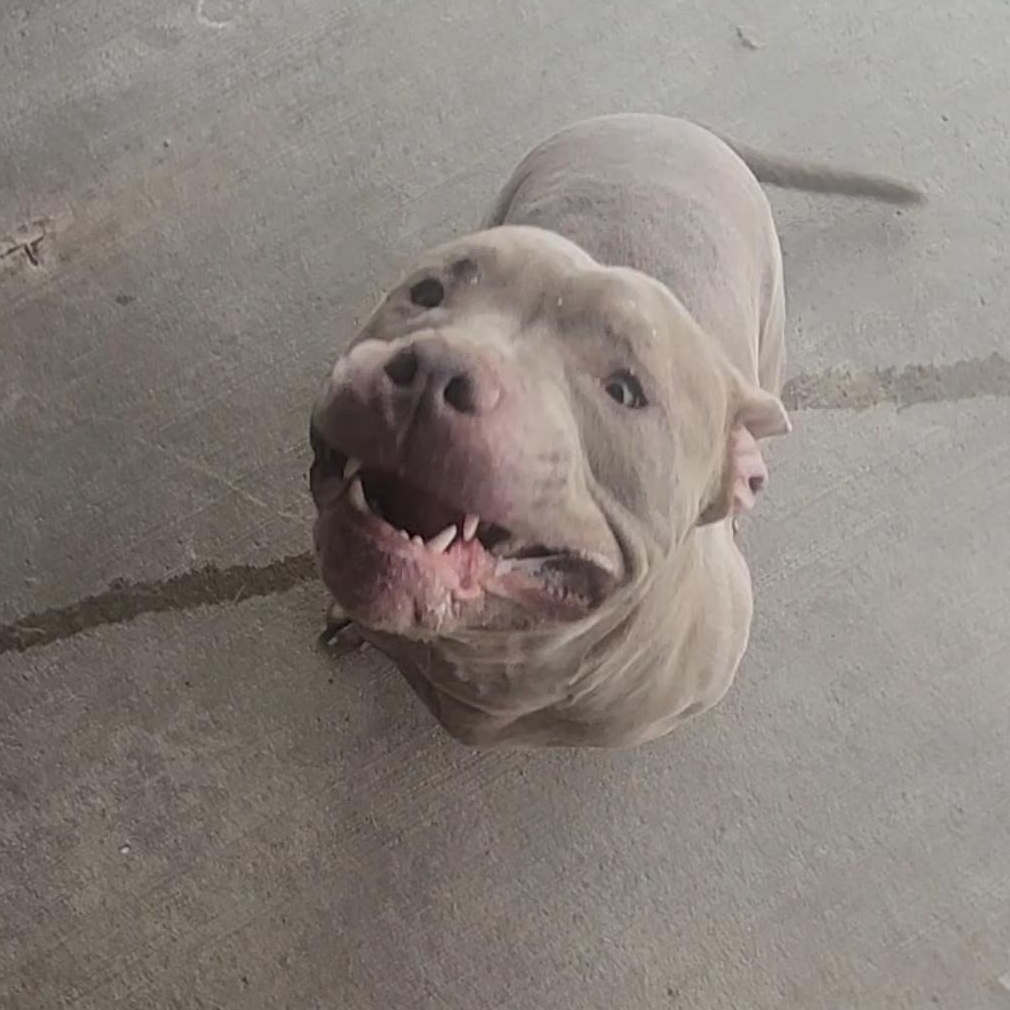 Beef Cake, a ADOPTABLE Pit Bull Terrier in Tama, IA image 4/5