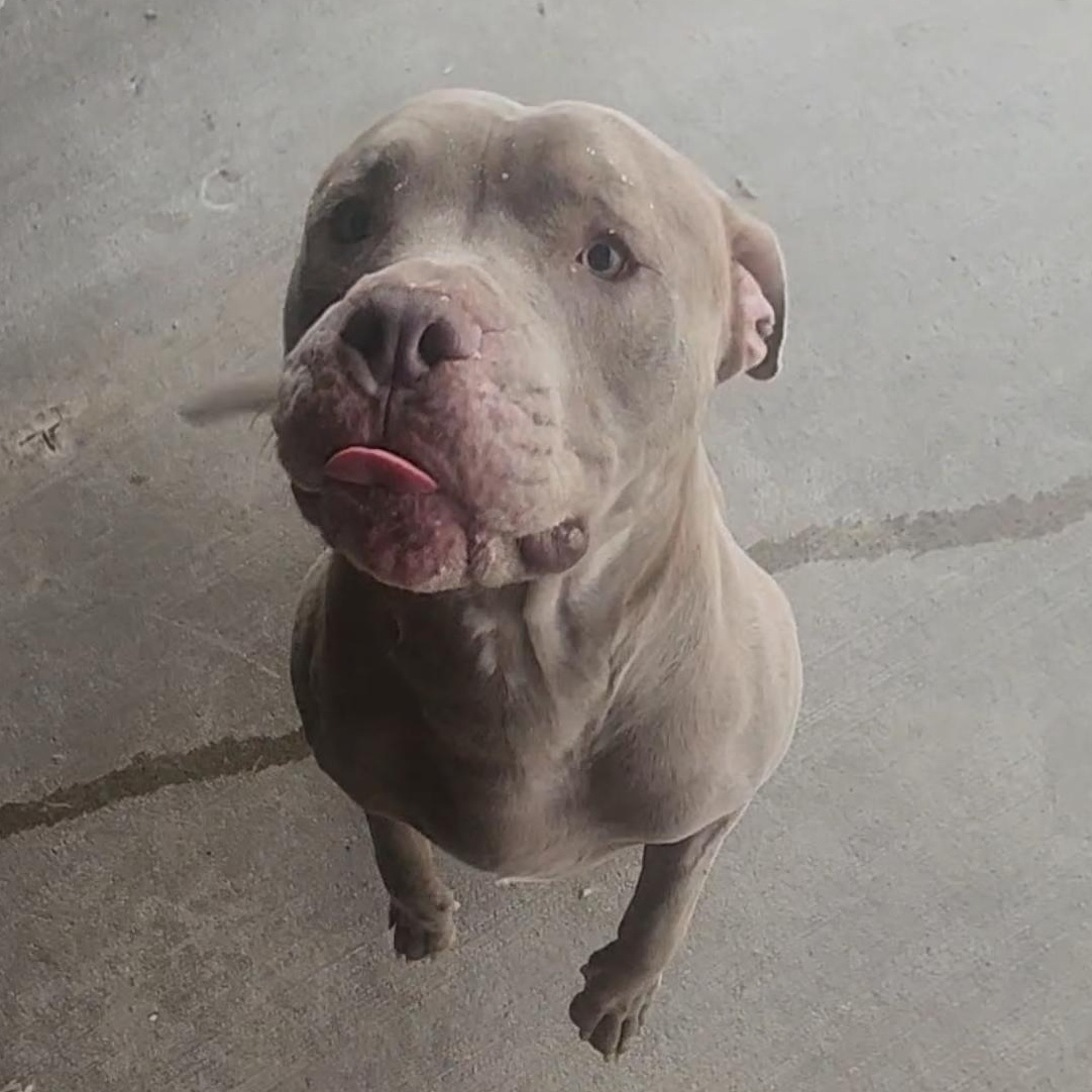 Beef Cake, a ADOPTABLE Pit Bull Terrier in Tama, IA image 2/5