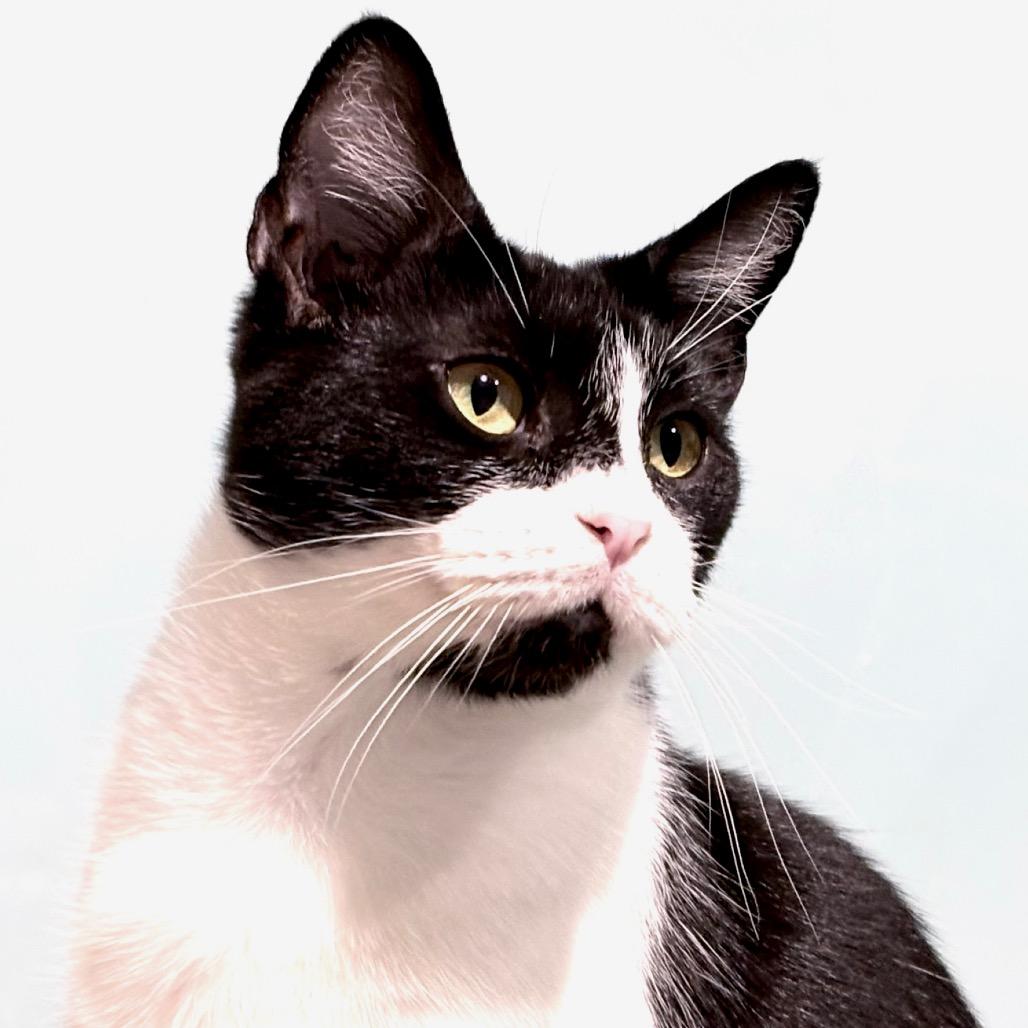 Enlarge Bobbie, a Adoptable Domestic Short Hair in Sarasota, FL image 1/6