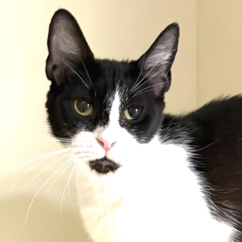 Enlarge Bobbie, a Adoptable Domestic Short Hair in Sarasota, FL image 1/4
