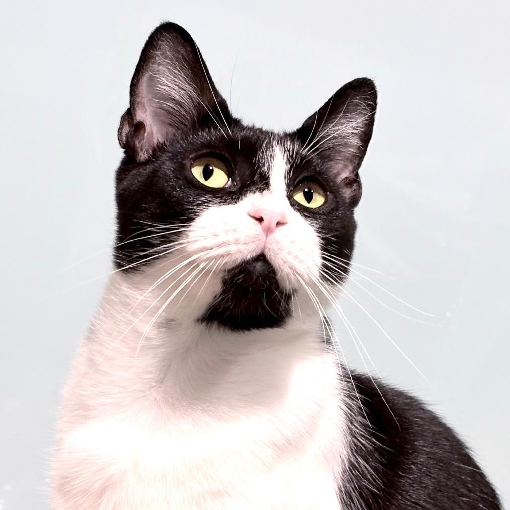 Enlarge Bobbie, a Adoptable Domestic Short Hair in Sarasota, FL image 3/6