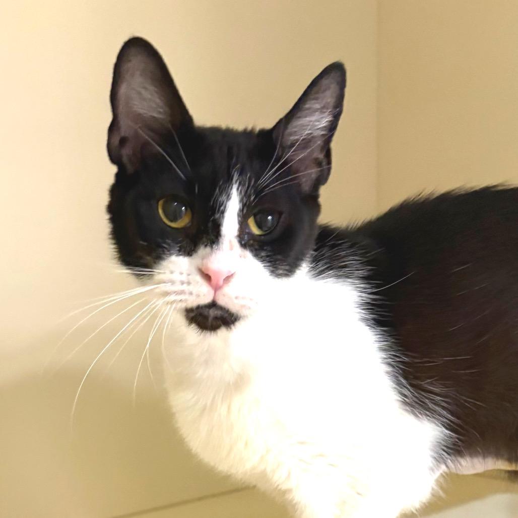Enlarge Bobbie, a Adoptable Domestic Short Hair in Sarasota, FL image 2/4