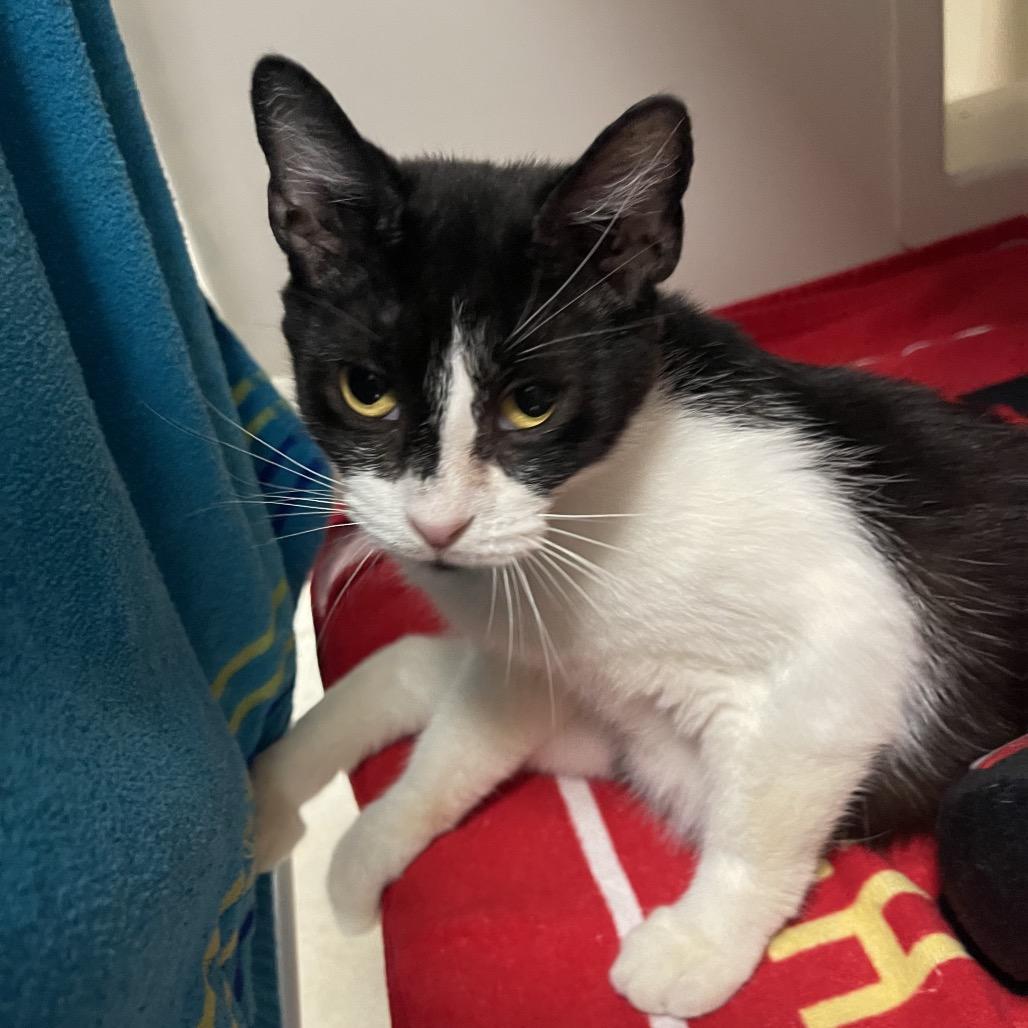 Enlarge Bobbie, a Adoptable Domestic Short Hair in Sarasota, FL image 3/4