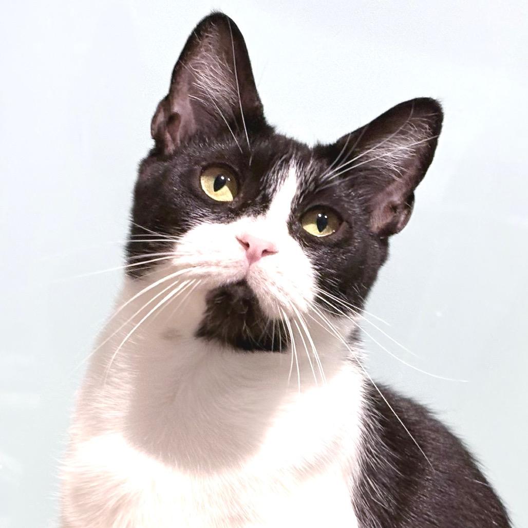 Enlarge Bobbie, a Adoptable Domestic Short Hair in Sarasota, FL image 5/6