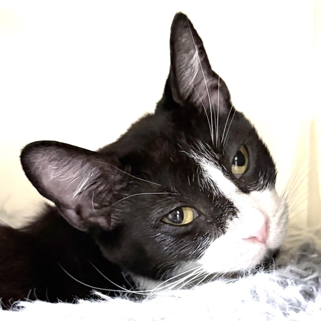 Enlarge Bobbie, a Adoptable Domestic Short Hair in Sarasota, FL image 4/4