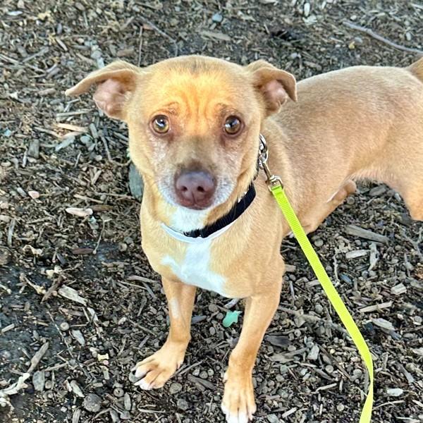 Enlarge Arthur, a Adoptable mixed breed in Walnut Creek, CA image 1/1
