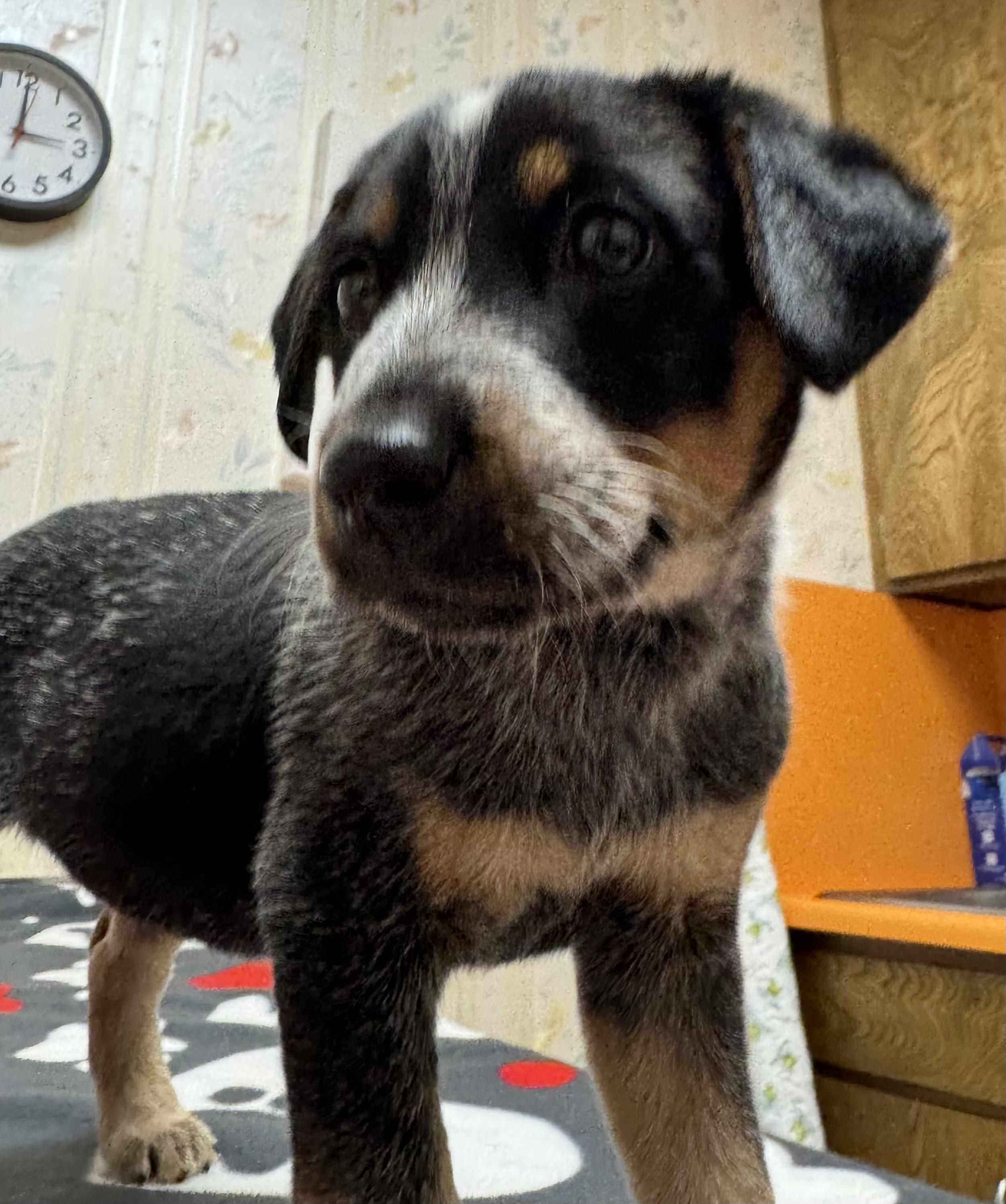 Enlarge Violet, a ADOPTABLE Australian Cattle Dog / Blue Heeler in San Jose, CA image 2/3