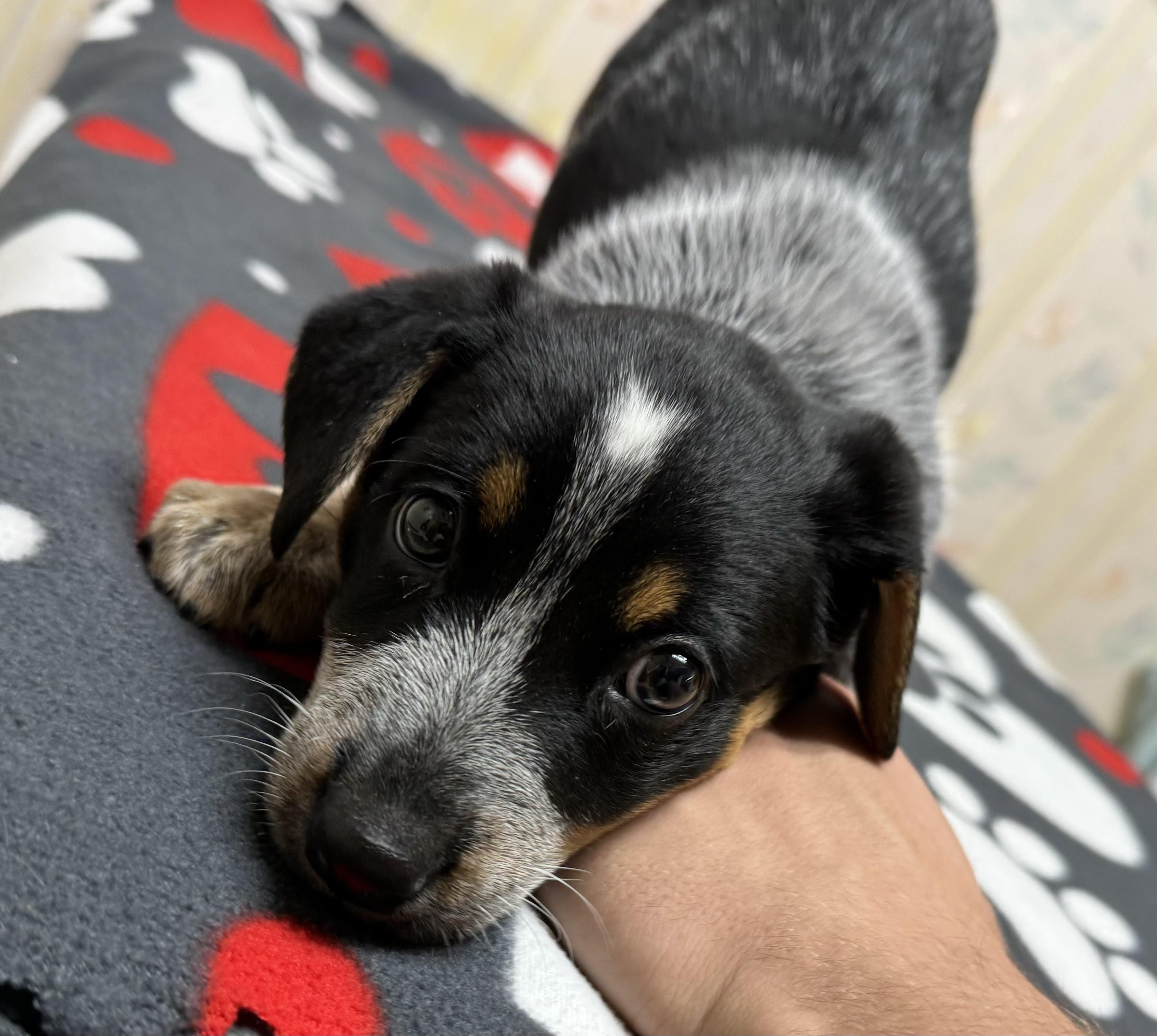 Enlarge Violet, a ADOPTABLE Australian Cattle Dog / Blue Heeler in San Jose, CA image 3/3