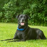 Enlarge Drako, a ADOPTABLE Black Labrador Retriever in Hilliard, OH image 1/1