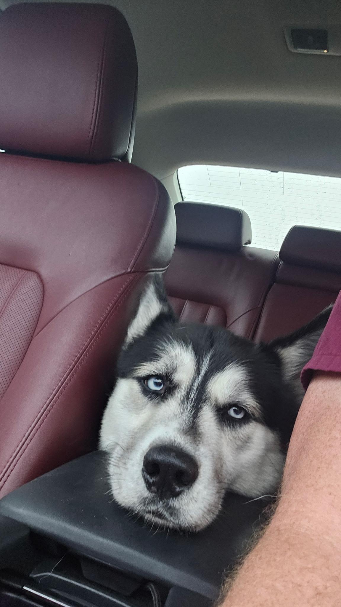 Silas, a Adoptable Siberian Husky in Cumming, GA image 1/3