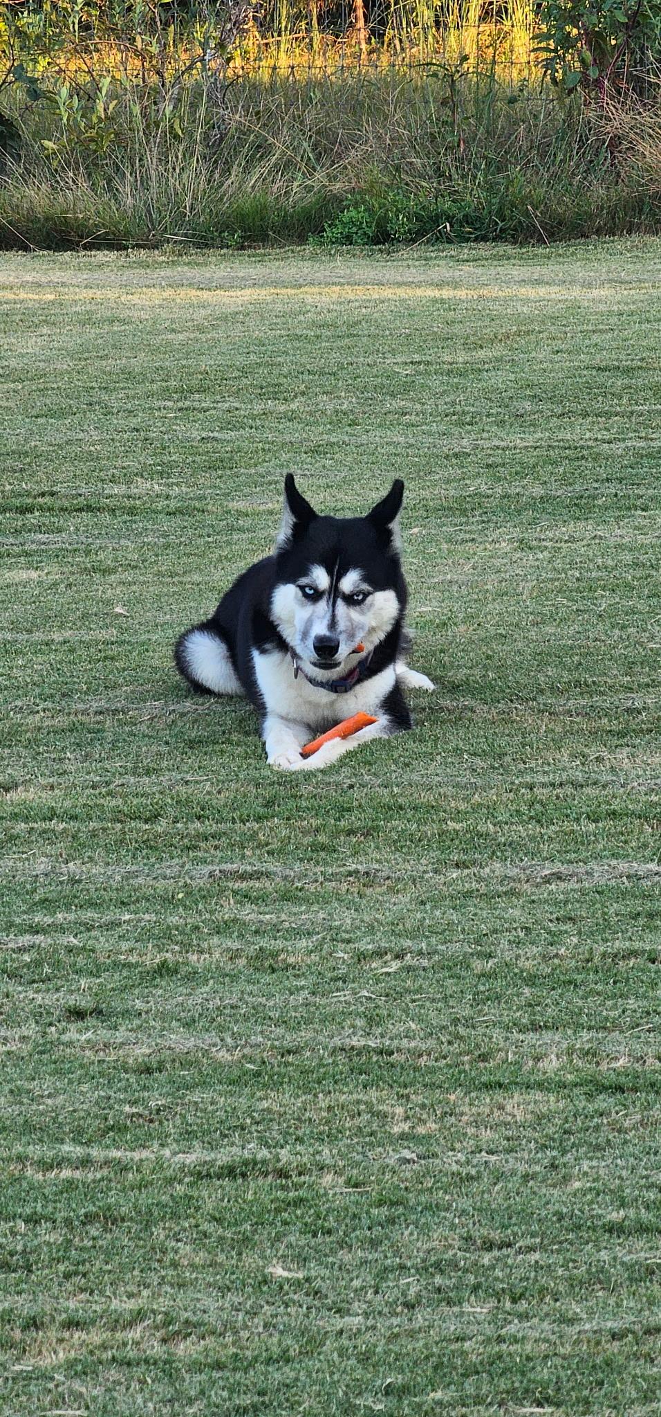 Silas, a Adoptable Siberian Husky in Cumming, GA image 3/3
