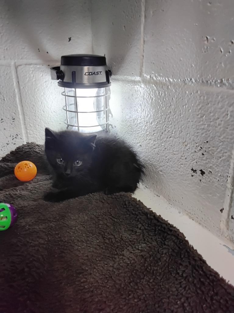 Enlarge Predapurr, a Adoptable mixed breed in Ada, OK image 2/4