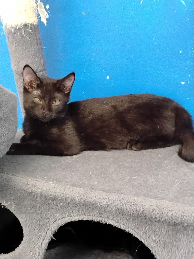 Enlarge Predapurr, a Adoptable mixed breed in Ada, OK image 3/4