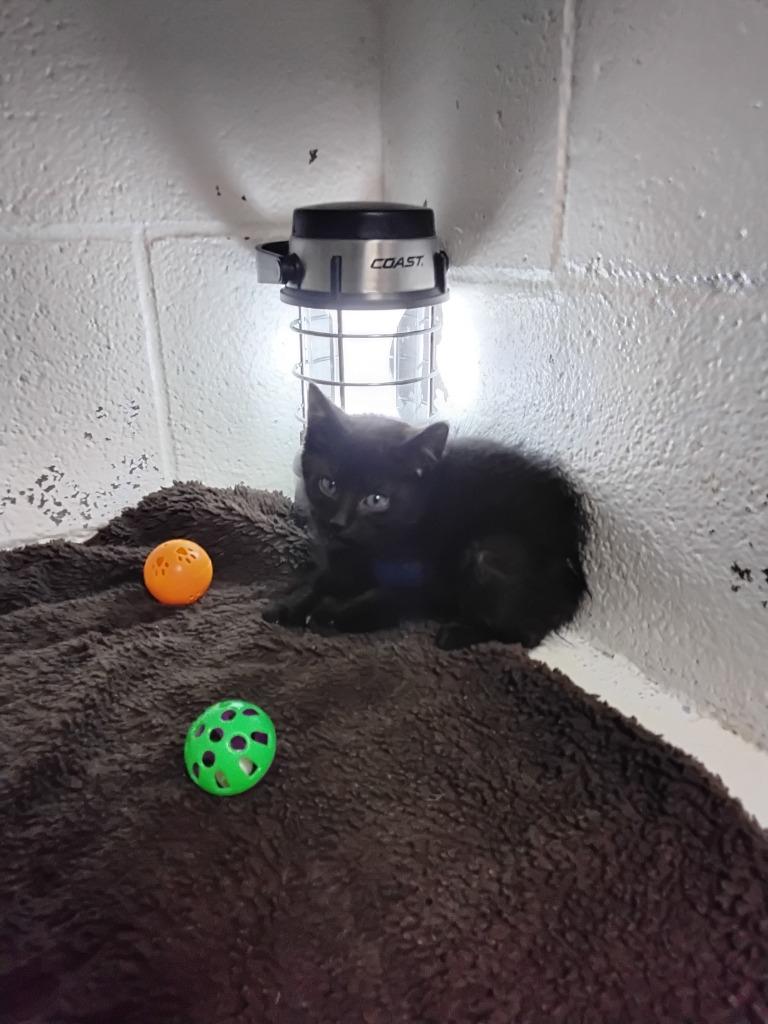 Enlarge Predapurr, a Adoptable mixed breed in Ada, OK image 4/4