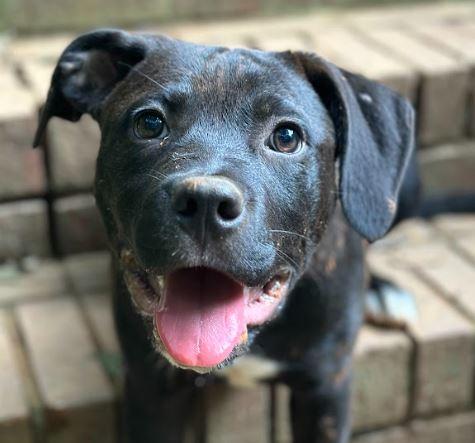 Tully, Adoptable, Young Female Labrador Retriever & American Staffordshire Terrier.