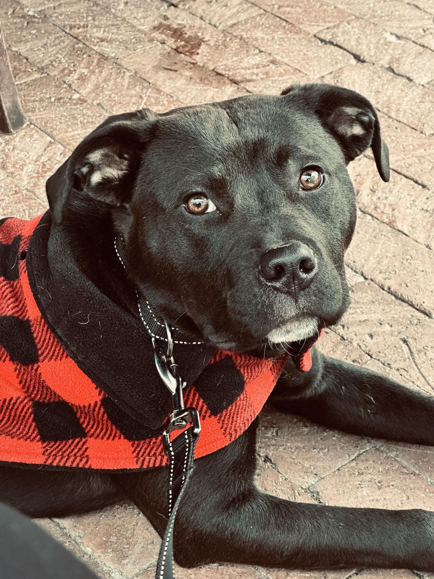 Enlarge Tully, a Adoptable mixed breed in Sanford, NC image 2/6