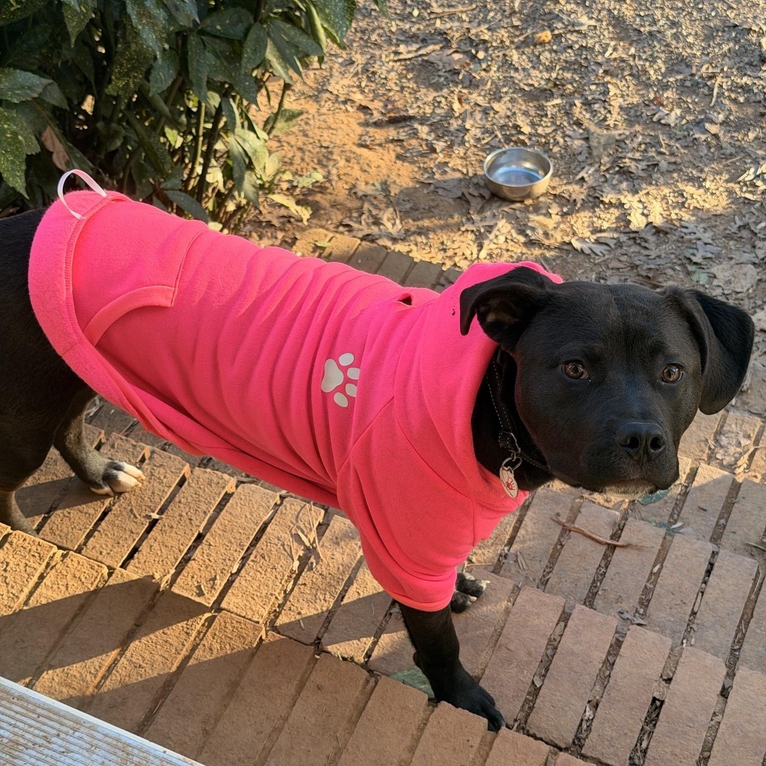 Enlarge Tully, a Adoptable mixed breed in Sanford, NC image 4/6