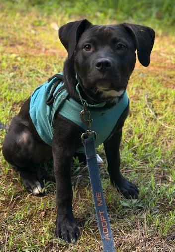 Tully, a Adoptable mixed breed in Sanford, NC image 2/6