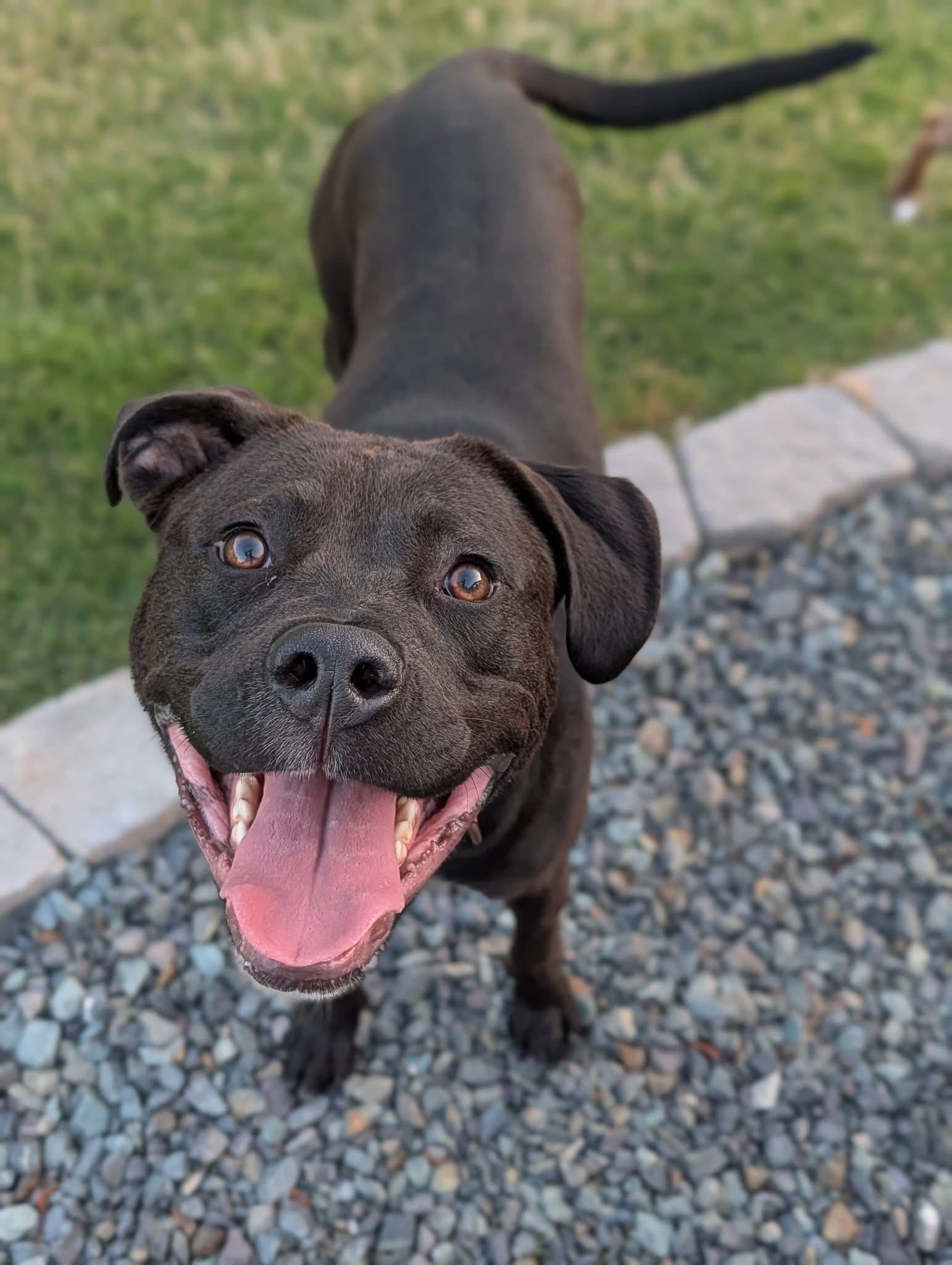 Tully, Adoptable, Young Female Labrador Retriever & American Staffordshire Terrier.