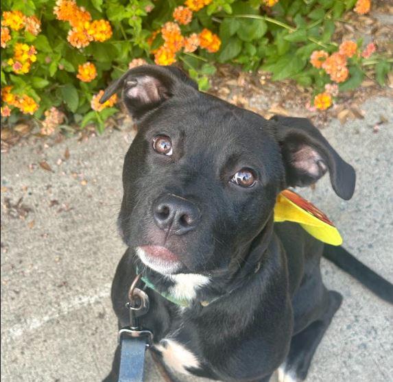 Tully, a Adoptable mixed breed in Sanford, NC image 6/6