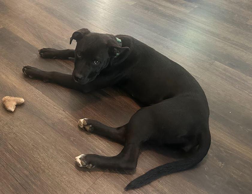 Tully, a Adoptable mixed breed in Sanford, NC image 5/6