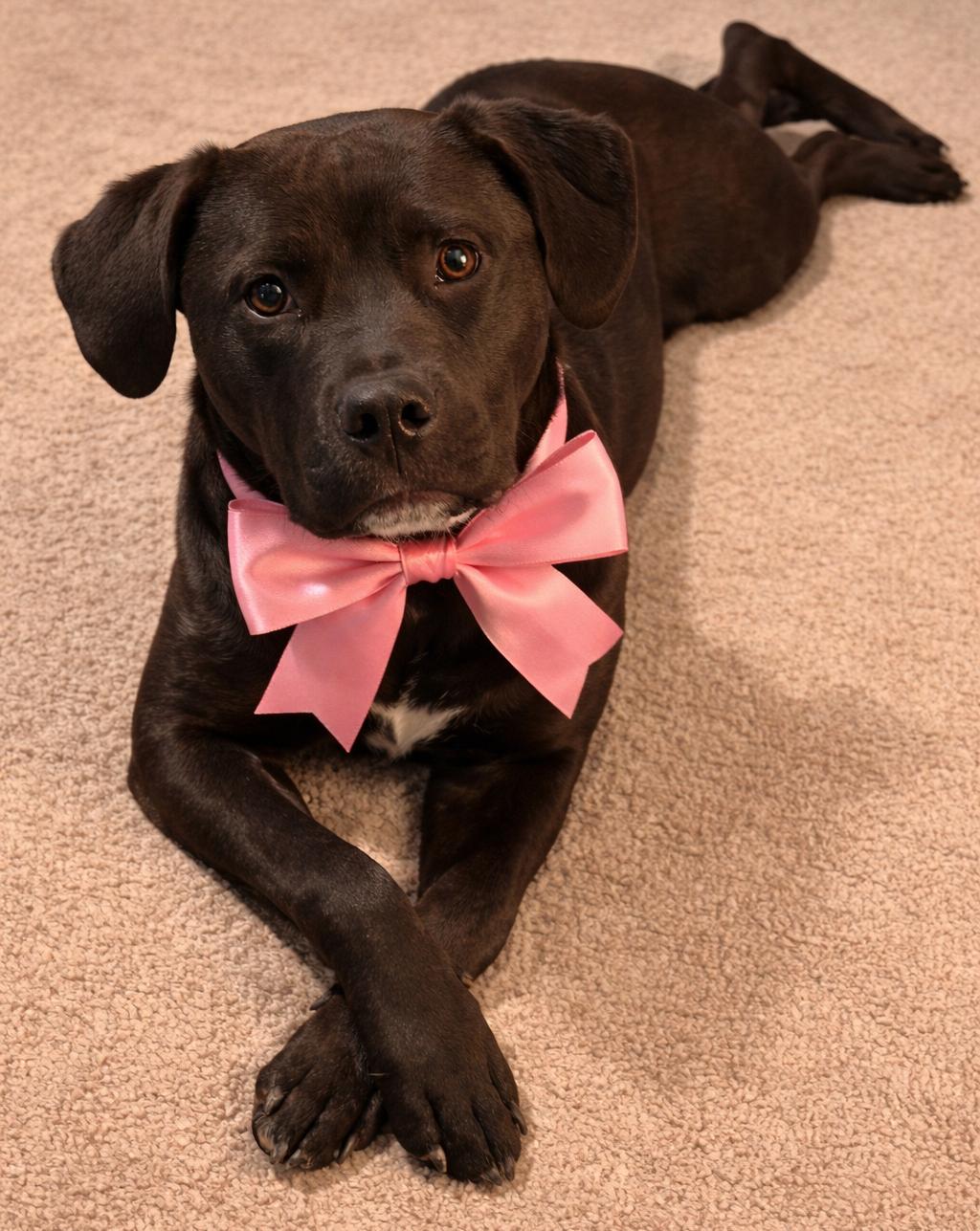 Tully, Adoptable, Young Female Labrador Retriever & American Staffordshire Terrier.