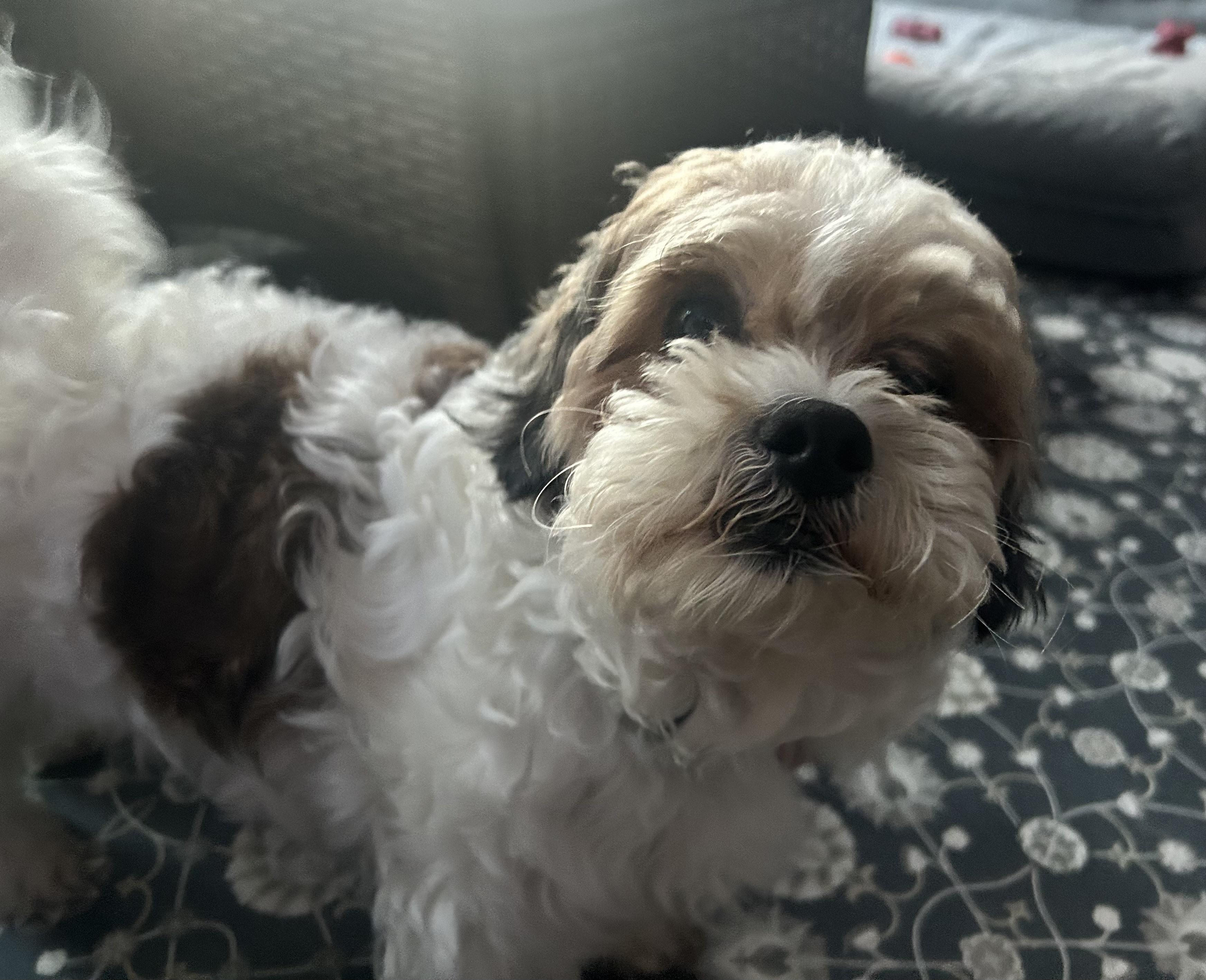 Arthur, Adoptable, Young Male Poodle & Shih Tzu.