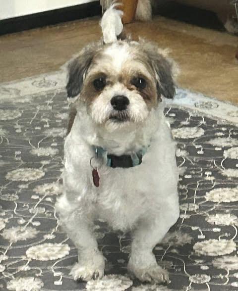 Arthur, a Adoptable mixed breed in Racine, WI image 3/5