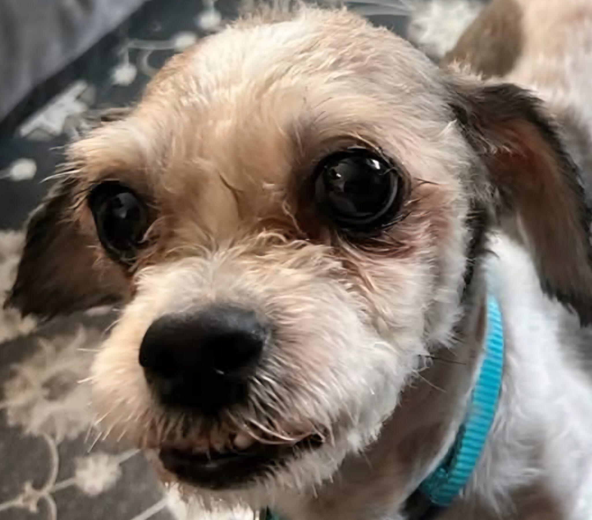 Arthur, a Adoptable mixed breed in Racine, WI image 4/5