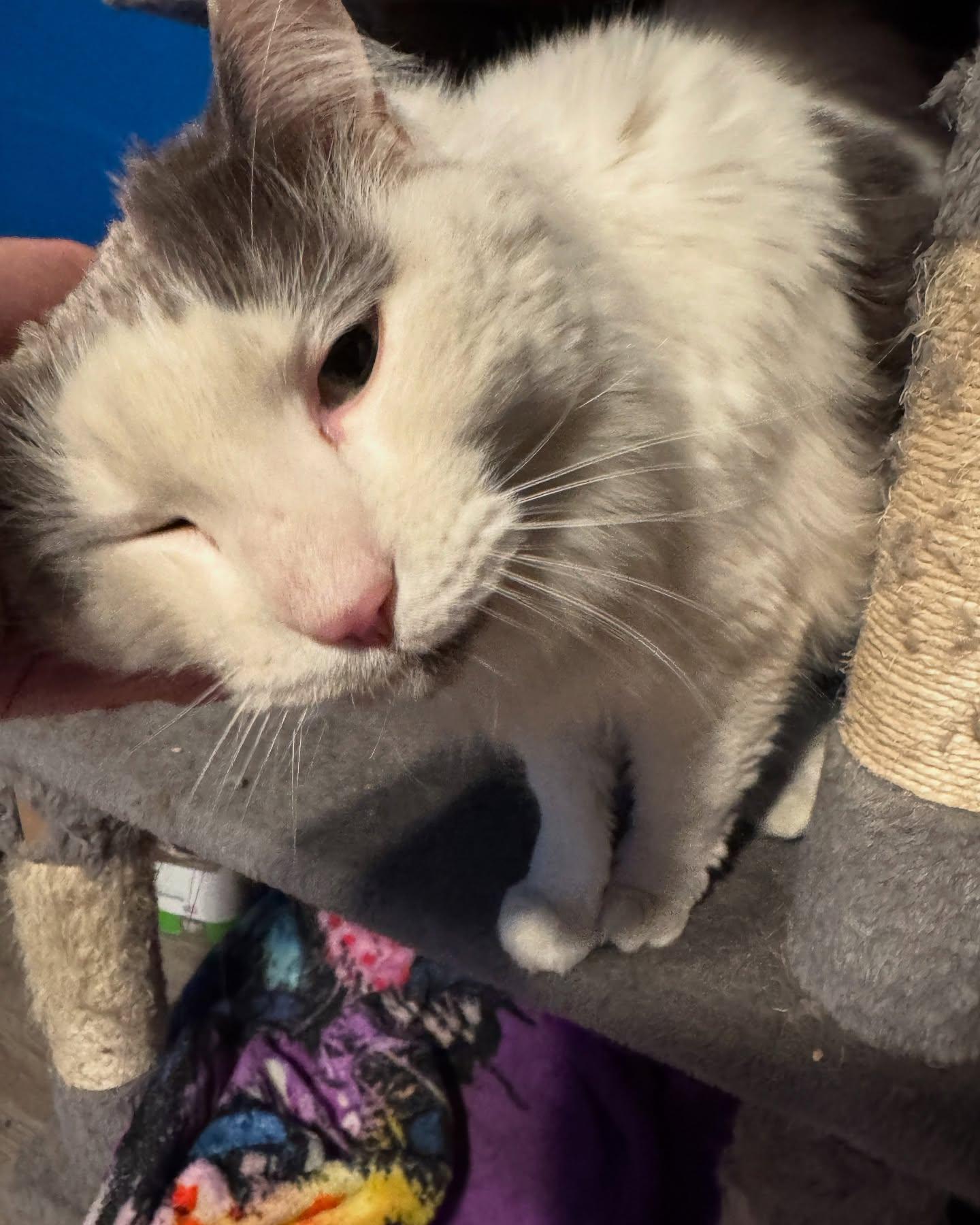 Powder, a Adoptable Domestic Long Hair in Rochester, NY image 1/5