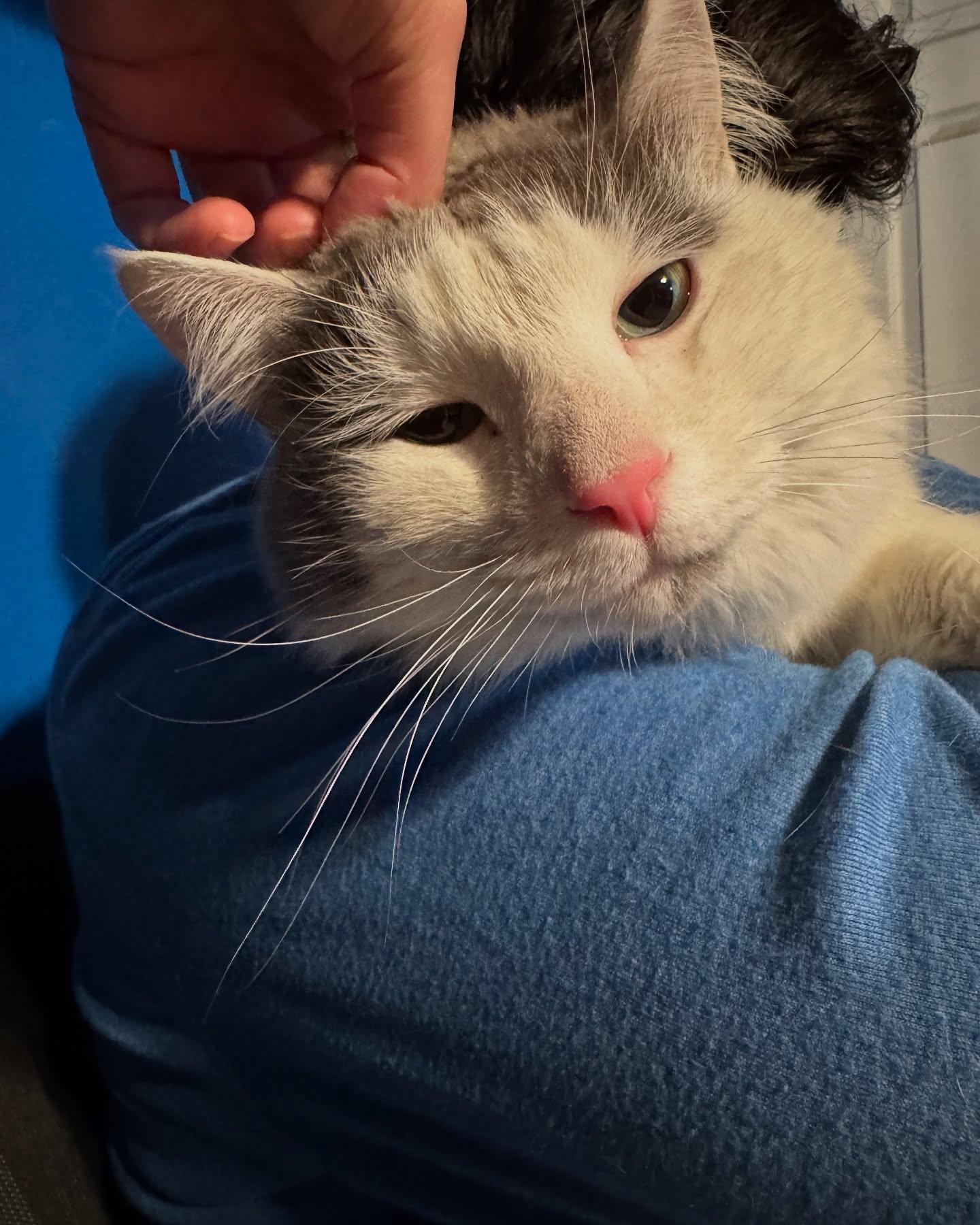 Powder, a Adoptable Domestic Long Hair in Rochester, NY image 2/5