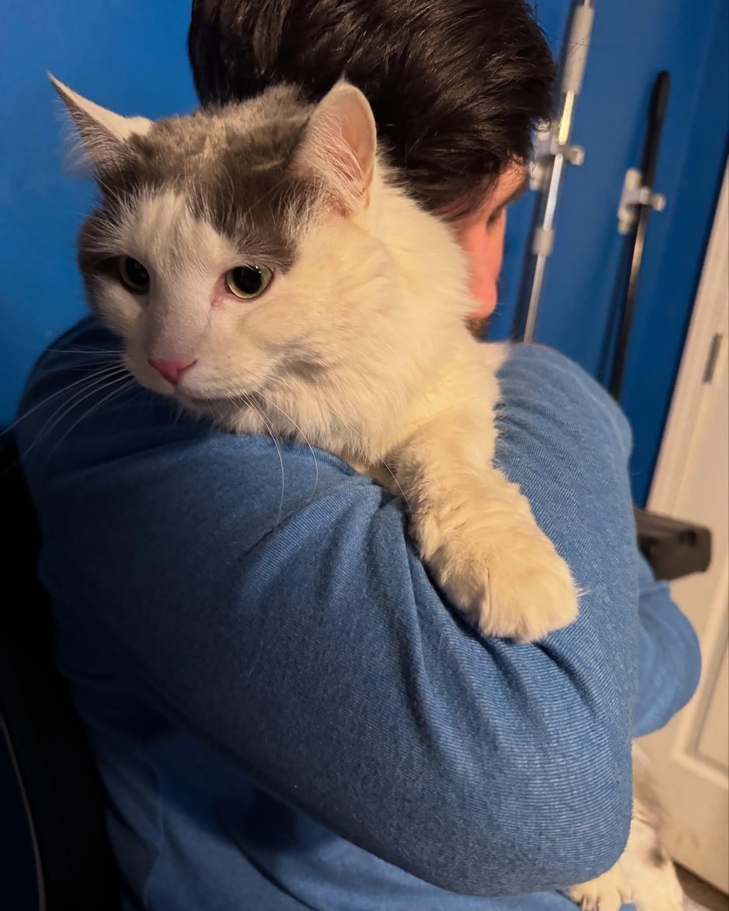 Powder, a Adoptable Domestic Long Hair in Rochester, NY image 3/5