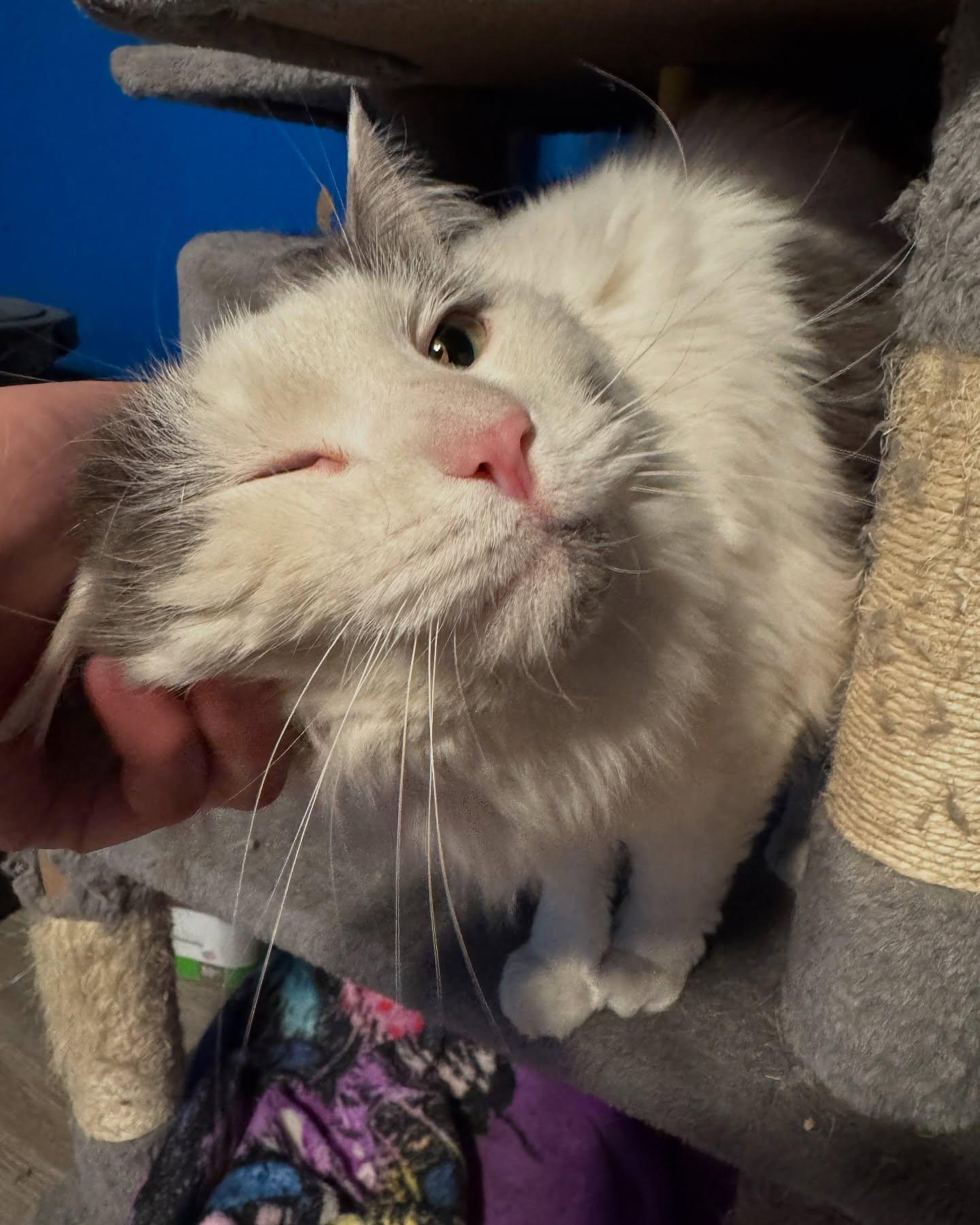 Powder, a Adoptable Domestic Long Hair in Rochester, NY image 4/5
