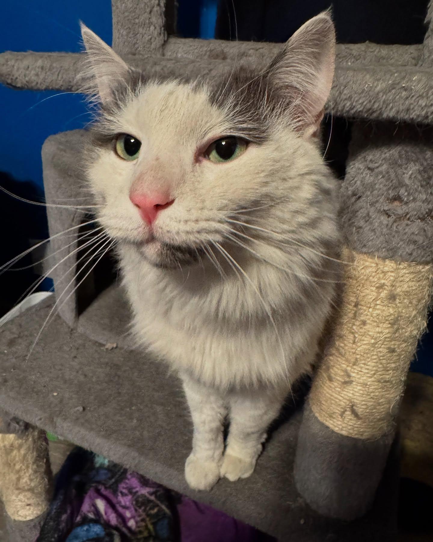 Powder, a Adoptable Domestic Long Hair in Rochester, NY image 5/5
